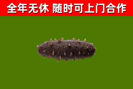 仁和烟酒回收干海参.jpg
